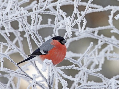 Eurasian Bullfinch (Pyrrhula pyrrhula) on frozen branches, Kuusamo, Finland